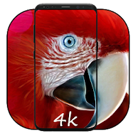 Parrot Wallpaper