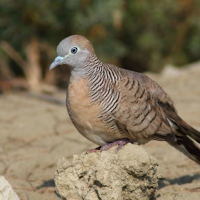 Zebra dove Sounds