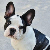 HD Animal Wallpapers