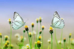 Spring wallpapers Screenshot 1