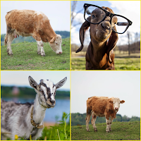 Cow, Goat Wallpapers