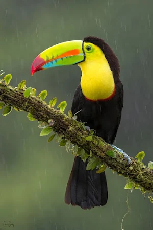 Bird Video Wallpapers Screenshot 2