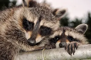 Raccoon wallpapers Screenshot 3