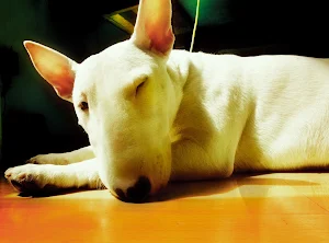 Bull Terrier Dog Wallpapers Screenshot 0