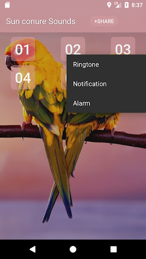 Sun conure bird sounds Screenshot 1