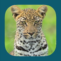 Animals of Kruger