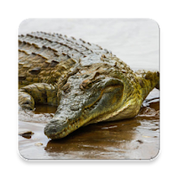 Crocodile Sound Collections ~ Sclip.app