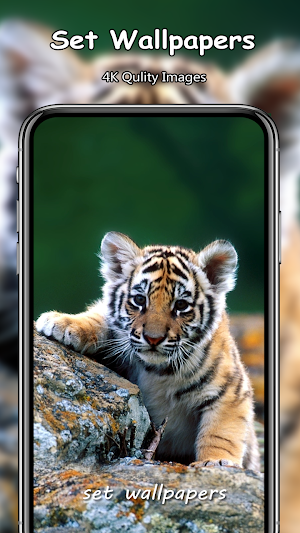 Tiger 4k Wallpapers Screenshot 2