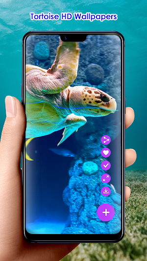 Tortoise HD Wallpapers Screenshot 2
