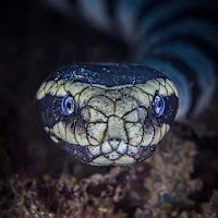 Banded Krait Snake Wallpapers