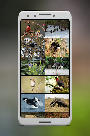 Animal Sounds Ringtones Screenshot 0