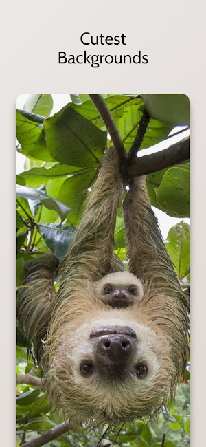 Cute Sloth Wallpaper HD Screenshot 0