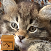 lovely cat wallpaper