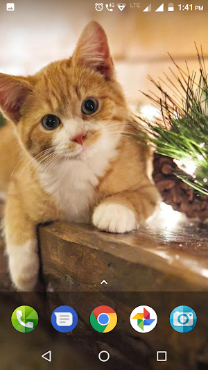 Cute Cat Wallpapers Hd Screenshot 3