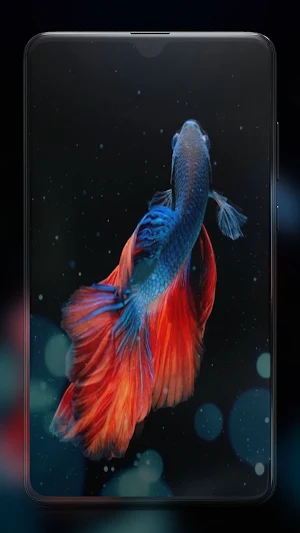 Betta Fish Wallpapers HD Screenshot 3