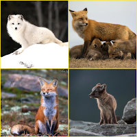 Arctic Fox, Baby Fox, Fox Wallpapers