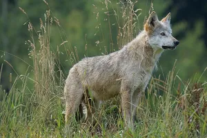 Wolf wallpapers Screenshot 3