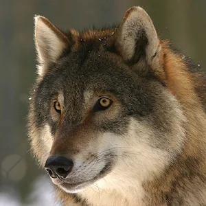 Wolf Sounds Screenshot 2