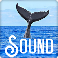 Whale Soundboard Ringtones