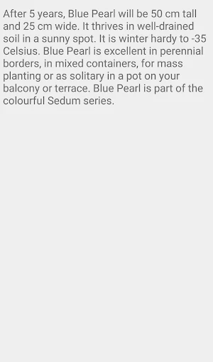 Sedum Blue Pearl Screenshot 3