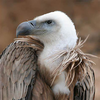 Vulture Sounds