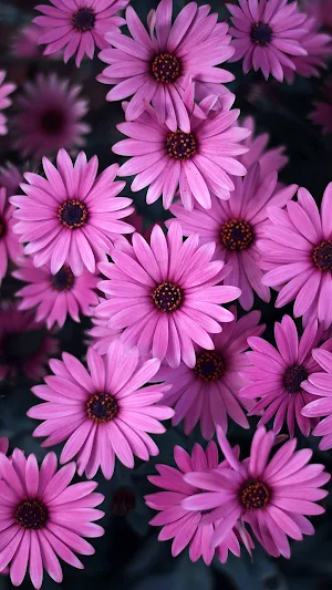 Flower Photo Download Screenshot 0