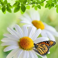 Nature Live Wallpapers HD