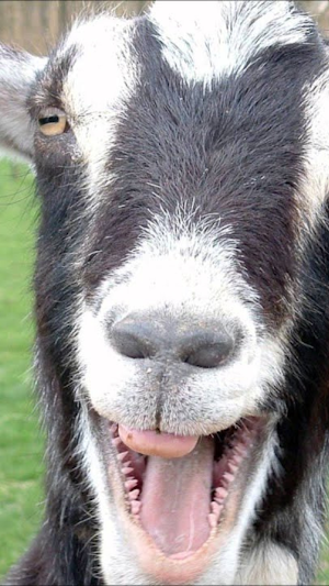 Screaming goat ringtone screenshot 1