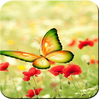 Butterfly Wallpaper - Colorful Butterfly HD & 4k