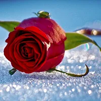 Red Rose Wallpapers