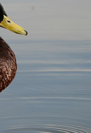 The Duck Picture Puzzle Screenshot 2