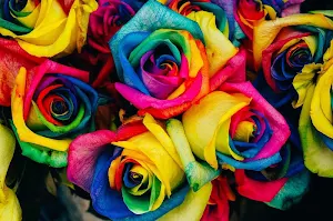 Blue roses wallpapers Screenshot 0