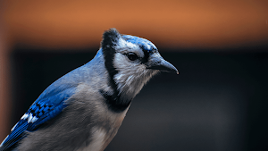 Blue Jay Sounds Screenshot 3