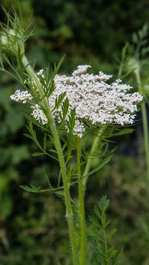 Queen Anne's Lace Wallpaper Screenshot 0