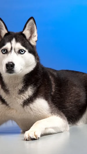 Dog Sledding Wallpaper Screenshot 2