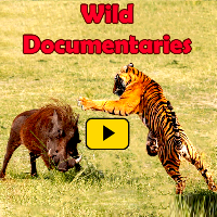 Animal Documentary