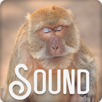 Baboon Soundboard Ringtones