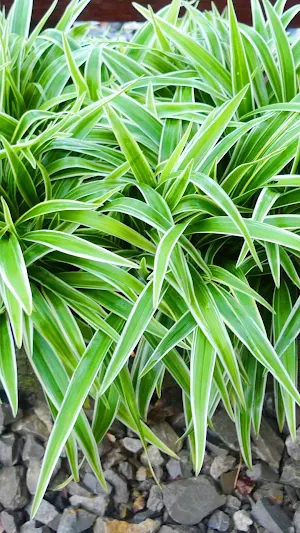 Spider Plant Wallpaper Screenshot 3