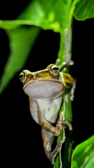 tree frog wallpaper Screenshot 0