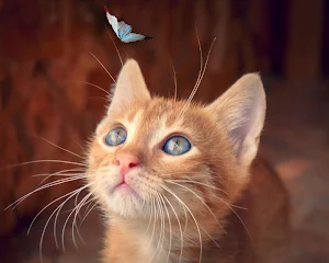 Lindos Gatitos😍Cat HD Wallpaper Screenshot 3