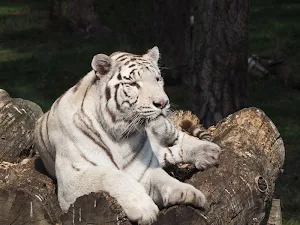 White tiger wallpapers Screenshot 3