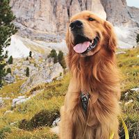 Wallpapers Dogs