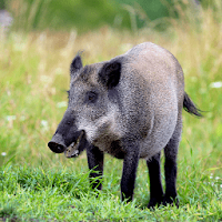 WildBoar Sounds - Hunting call