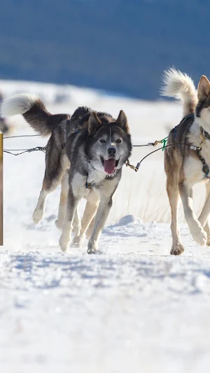 Dog Sledding Wallpaper Screenshot 3