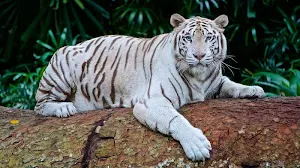 White tiger wallpapers Screenshot 0