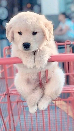 Cute Dogs Wallpaper Screenshot 1