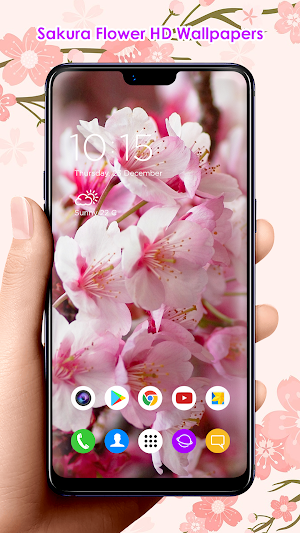 Sakura Flower HD Wallpapers Screenshot 3