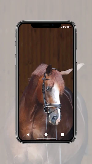 Horse Wallpaper HD Screenshot 3