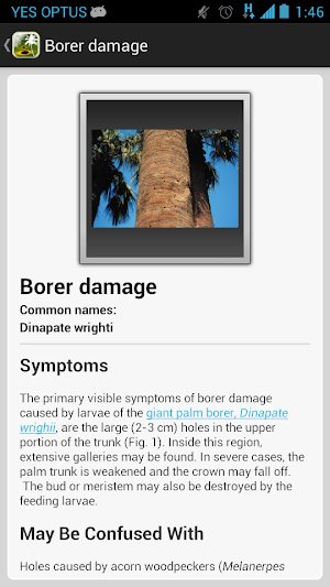 Palm Symptoms Key Screenshot 2