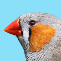 Australia Birds ID Kakadu